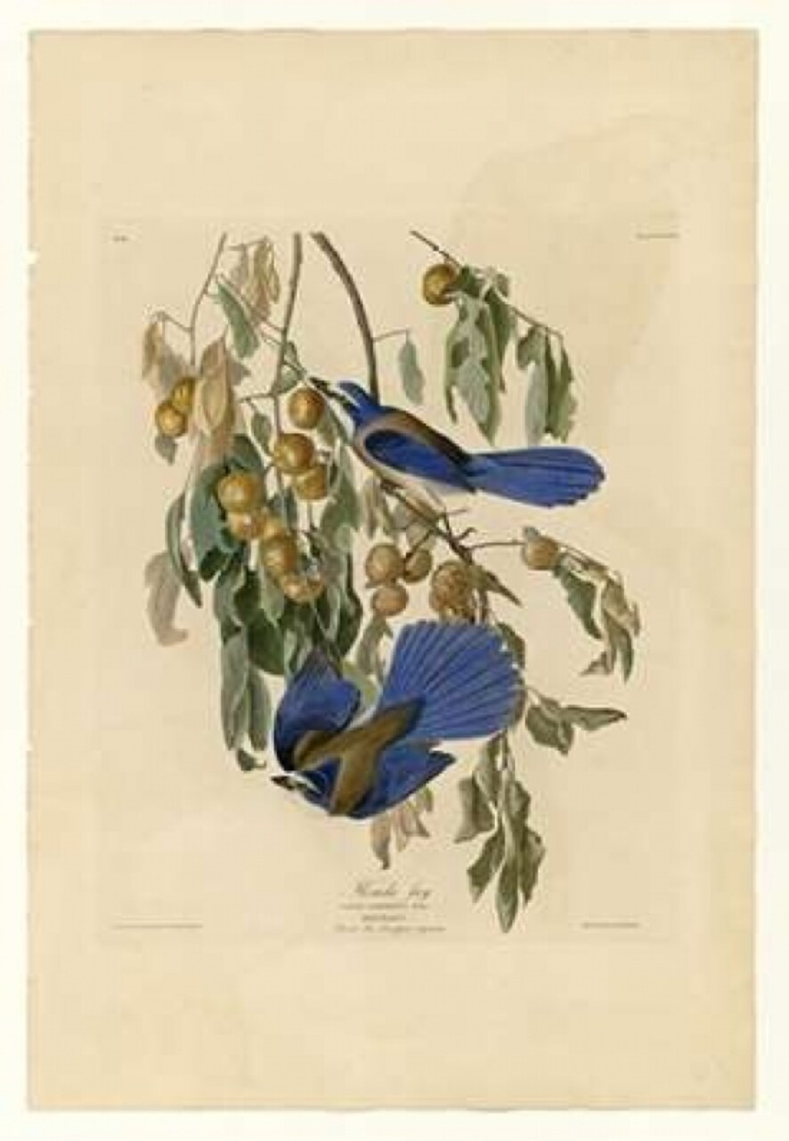 Florida Jay Poster Print by John James Audubon - Item # VARPDXJJA87